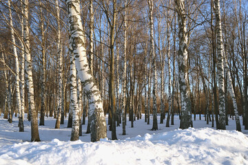 Fototapeta premium Snowdrifts among trees in a city park on a sunny evening in early spring. Winter park with bare trees and tree trunks .