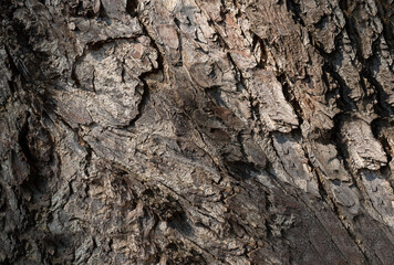 Dark tree bark background