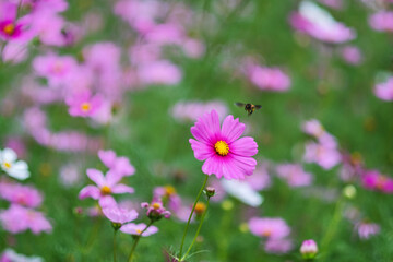 Obraz premium Bee and pink cosmos flowers in the garden