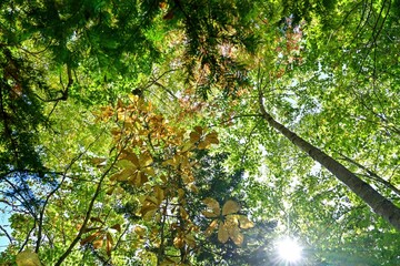 和琴半島の遊歩道で見た朴葉の黄葉＠北海道