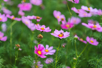 Fototapeta premium Bee and pink cosmos flowers in the garden