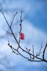 枝に咲く紅梅を見上げる