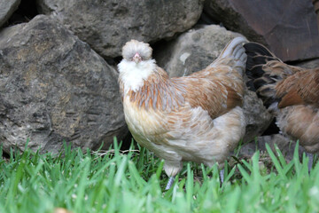 Australian Bred Free Range Araucana Chickens, 25 week old Araucana chickens