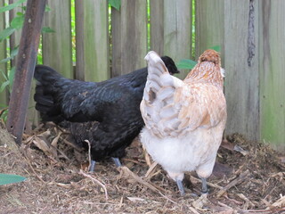 Australian Bred Free Range Araucana Chickens, 25 week old Araucana chickens