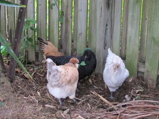 Australian Bred Free Range Araucana Chickens, 25 week old Araucana chickens
