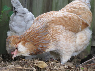 Australian Bred Free Range Araucana Chickens, 25 week old Araucana chickens