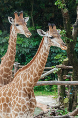 Closeup view of a couple of giraffe