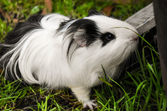COBAYO BLANCO Y NEGRO