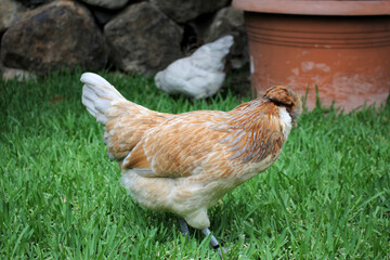 Australian Bred Free Range Araucana Chickens, 25 week old Araucana chickens