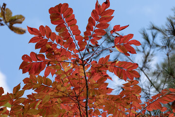 紅葉