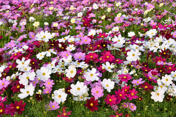 Beautiful Cosmos Flower in the garden