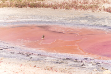 People gathering salt of pink salty Siwash Lake, colored by microalgae, famous for antioxidant...