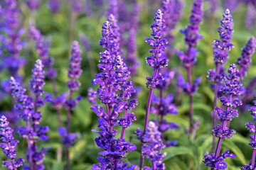 Obraz premium Beautiful Salvia Flower in the garden