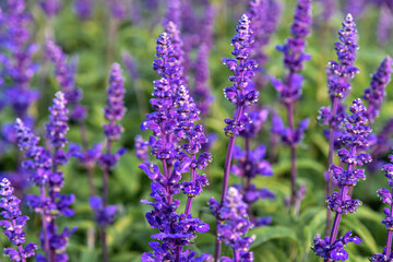 Beautiful Salvia Flower in the garden