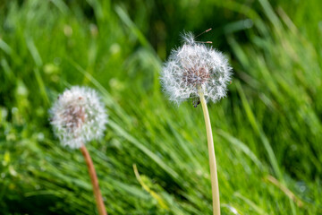 Dandelions gone to seed surrounded by green grass