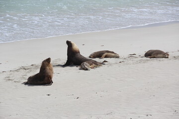 Australian Sea Lions, Kangaroo Island, South Australia.