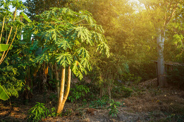 Green Papaya leaves papaya tree with banana trees in the garden background thailand
