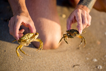 Close-up and selective focus on red sand crab at Tanjong Lobang beach, Miri, Sarawak, Borneo