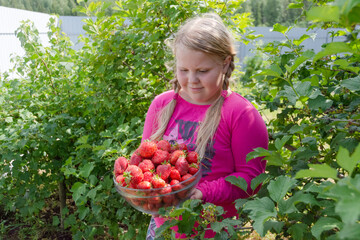 The girl holds a ripe juicy red fragrant strawberry in her hands.