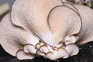 Mushrooms pattern background for design and decoration. Edible oyster mushrooms.