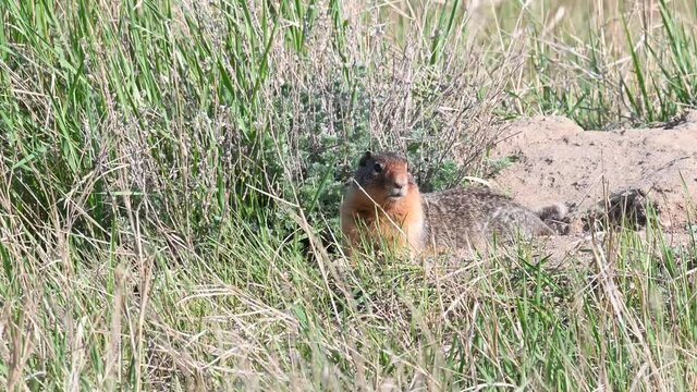 Richardson ground squirrel in the prairies