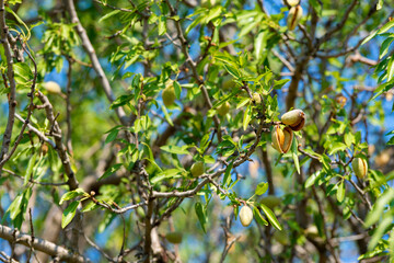 New harvest of almonds, almonds on the tree, Sicily, Italy