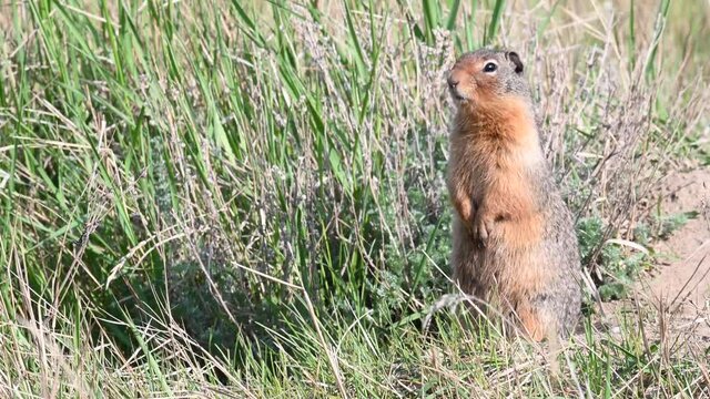 Richardson ground squirrel in the prairies