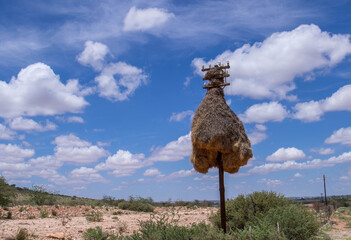 A large sociable weaver nest on top of a telephone pole in the green kalahari region in South Africa
