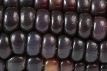 Black corn. Macro background. Very detailed