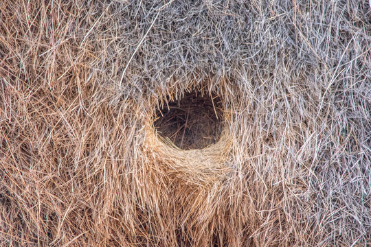 Entrance To A Sociable Weaver Nest 