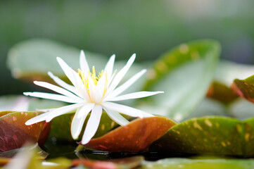 White Water Lily