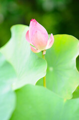 A Lotus Bud under the Morning Sun