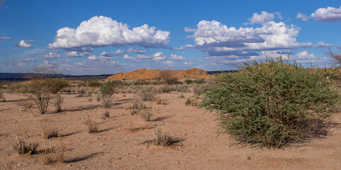 Arid landscape setting in the green kalahari region in the Northern Cape province in South Africa