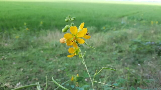Senna occidentalis flowers in the India, yellow color senna flowers in the India, senna flowers in the wild.