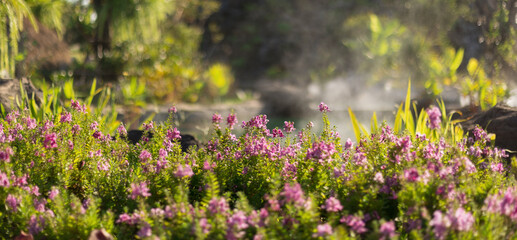 Pink  lavender flower blooming in the summer garden field with rays of sunlight in nature