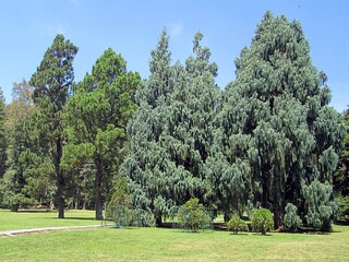 Fototapeta premium The cypress trees with different leaf color in the botanical garden