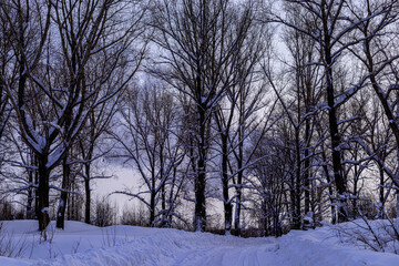 picturesque view of bare trees near snow covered road 