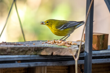 A male pine warbler (Setophaga pinus) holds a mealworm in its beak. Raleigh, North Carolina.
