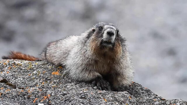Hoary marmot in the Canadian Rockies