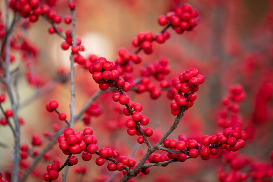 Bright red berries of a Winterberry (Ilex verticillata), a native deciduous holly that loses its leaves during winter. Raleigh, North Carolina.