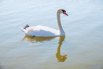 Fototapeta premium Graceful white Swan swimming in the lake, swans in the wild. Portrait of a white swan swimming on a lake.