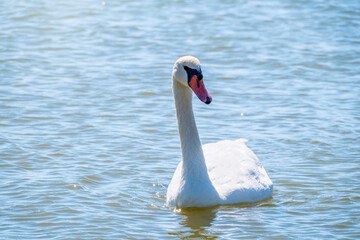 Graceful white Swan swimming in the lake, swans in the wild. Portrait of a white swan swimming on a lake.