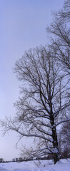 picturesque view of bare trees near snow covered road 