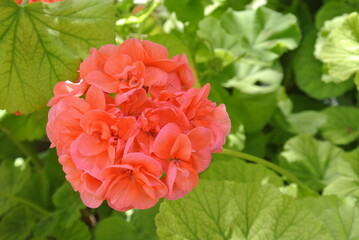 モンテンジクアオイ