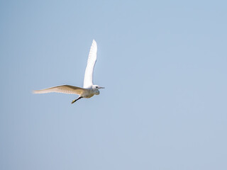 The flight of the little egret.
