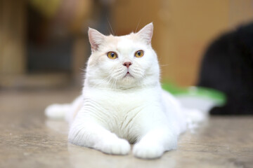 scottish fold cat sitting on the floor in house. White cat looking something.