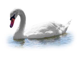Graceful white Swan swimming in the lake, isolated on white background. Portrait of a white swan swimming on a lake.