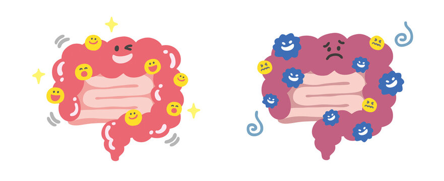 腸」の写真素材 | 466,436件の無料イラスト画像 | Adobe Stock