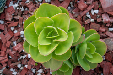 Planta