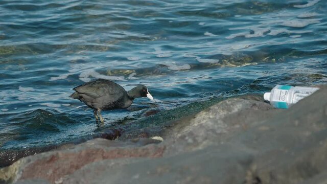 A follow and slow motion shot of a Eurasian Coot looking for food on the breakwater next to a plastic water bottle.